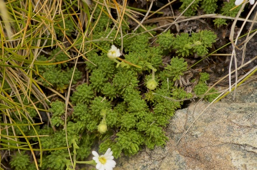 Celmisia lateralis Buchanan