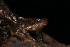 Kottigehar Bubble-Nest Frog photo 1