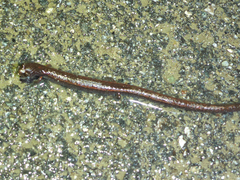 Batrachoseps gavilanensis