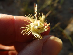 Dianthus bolusii