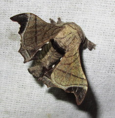 Bombyx