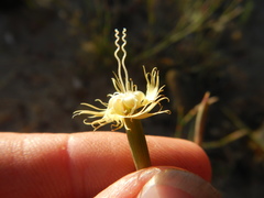 Dianthus bolusii