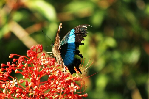 Malabar Banded Peacock Swallowtail