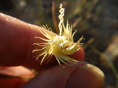 Dianthus bolusii