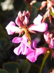 Indigofera ovata