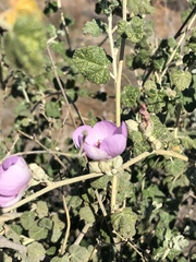 Malacothamnus fasciculatus