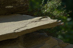 Darevskia portschinskii portschinskii