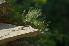 Darevskia portschinskii portschinskii