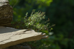 Darevskia portschinskii portschinskii