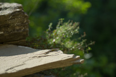 Darevskia portschinskii portschinskii