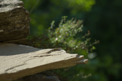 Darevskia portschinskii portschinskii