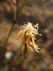 Dianthus bolusii