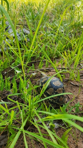 Leopard Tortoise