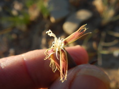 Dianthus bolusii