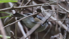 Zosterops mauritianus