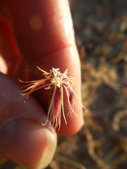 Dianthus bolusii