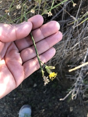 Lepidospartum squamatum