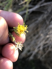 Lepidospartum squamatum