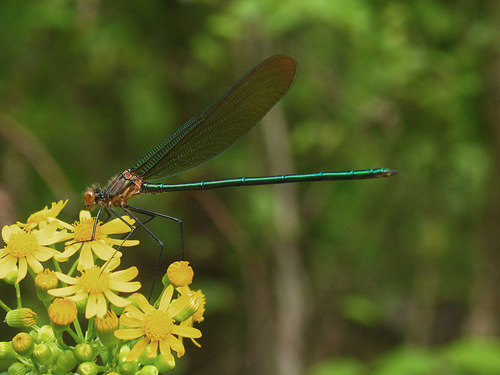 Appalachian Jewelwing photographed in Alabama