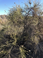 Lepidospartum squamatum