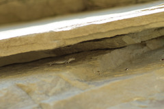 Darevskia portschinskii portschinskii