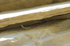 Darevskia portschinskii portschinskii