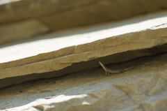 Darevskia portschinskii portschinskii