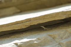 Darevskia portschinskii portschinskii