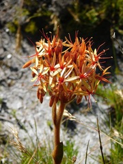 Dilatris viscosa