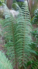 Polystichum speciosissimum