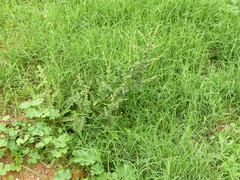 Image of Verbascum sinuatum