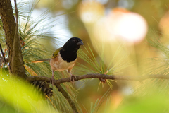 Pipilo maculatus × ocai