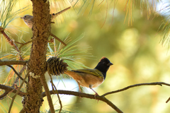 Pipilo maculatus × ocai