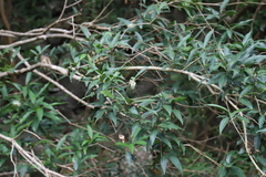 Angiospermae