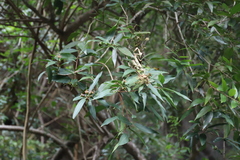 Angiospermae