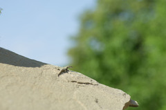 Darevskia portschinskii portschinskii