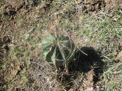 Ferocactus haematacanthus