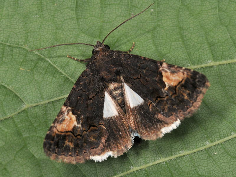 Aedia