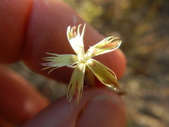 Dianthus bolusii