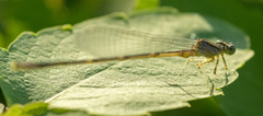 Enallagma exsulans