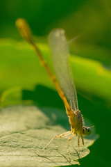 Enallagma exsulans