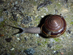 Helminthoglypta sequoicola