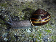 Helminthoglypta sequoicola