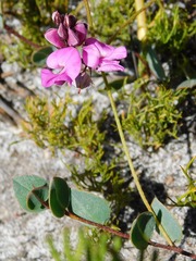 Indigofera ovata