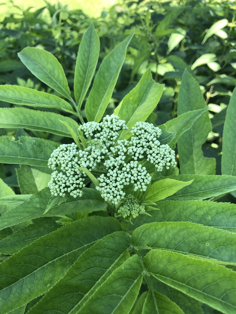 Dwarf Elder, photo 3
