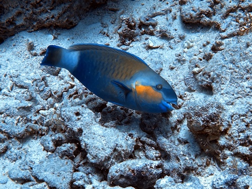 Indian Bullethead Parrotfish