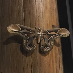 Rothschildia hopfferi