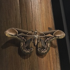 Rothschildia hopfferi