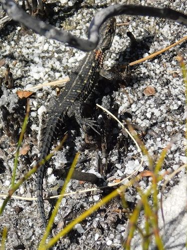 Cordylus oelofseni