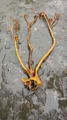 Lessonia trabeculata